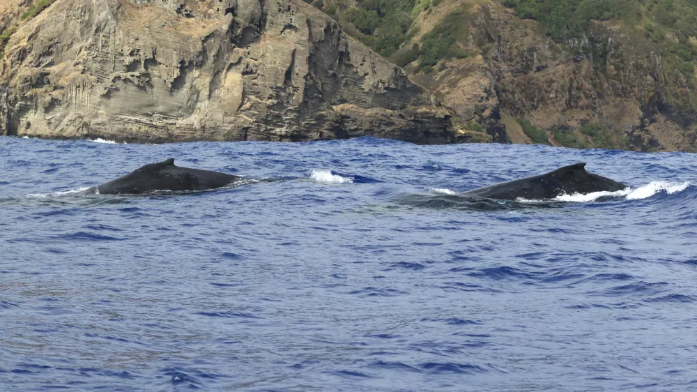 Kiti grbavci otoka Pitcairn so precej skrivnostni. 