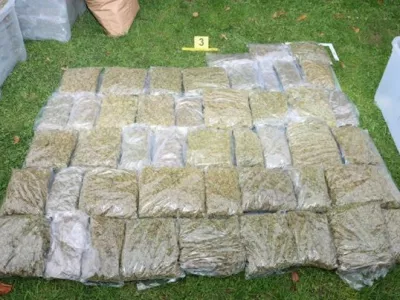 Pri 43-letniku iz Kungote so na&scaron;li in zasegli okoli 50 kilogramov konoplje. 