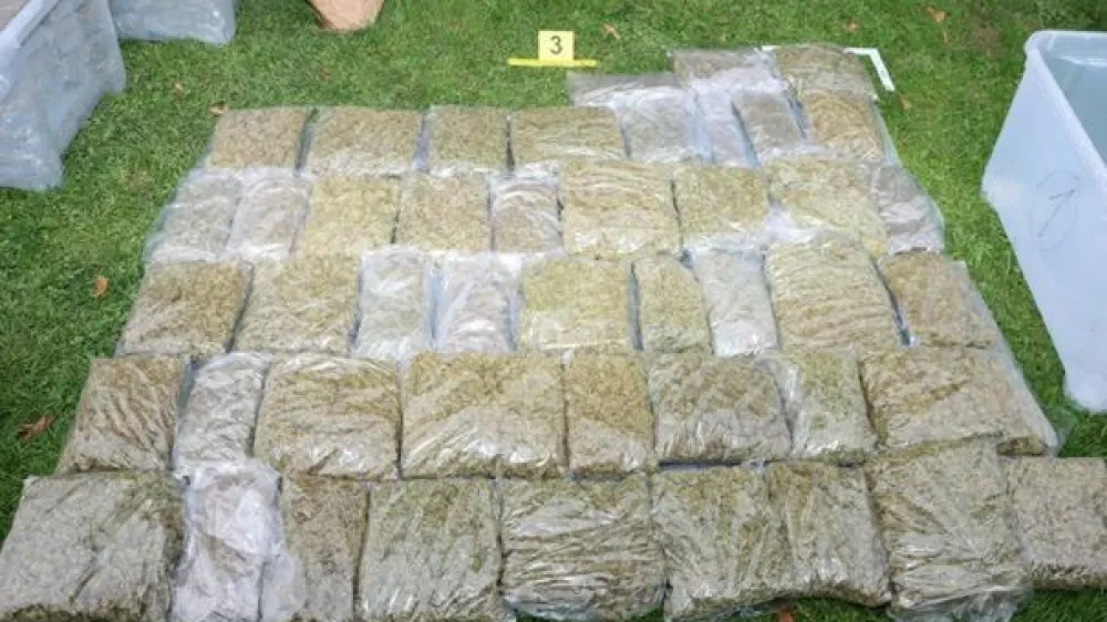 Pri 43-letniku iz Kungote so na&scaron;li in zasegli okoli 50 kilogramov konoplje. 