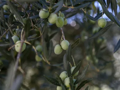 ﻿- oljčni nasad – oljke – olive- 27.09.2018 – Hrvaška Istra - oljkarji - Oljarna IPŠA, Livade - proizvodnja ekstra deviškega istrskega oljčnega olja - oljčno – olivno olje -  //FOTO: Luka Cjuha.