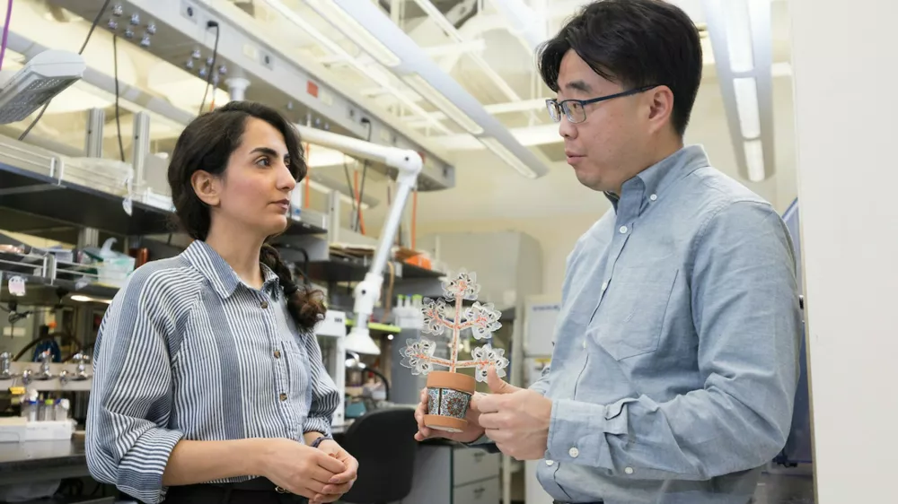 Ferrari Press Agency Plants 1 Ref 1627201/11/2024See Ferrari textPicture MUST credit: Binghamton UniversityArtificial plants that purify indoor air and generate electricity have been developed by researchers.The team said the air we breathe at work, school or home affects overall health and well-being. Most air purification systems, however, are expensive, cumbersome and require frequent cleaning or filter replacement to function at optimum levels.These artificial plants can feed off carbon dioxide, give off oxygen and even generate a little power. The plants use indoor light to drive photosynthesis, achieving a 90% reduction in carbon dioxide levels — far surpassing the 10% reduction seen with natural plants.The plants were made using solar cells and photosynthetic bacteria previously created at New York state's Binghamton University by Professor Seokheun Choi and PhD student Maryam Rezaie.OPS:The artificial plant with creators Professor Seokheun Choi, (right) and PhD student Maryam Rezaie (left)Picture supplied by Ferrari,Image: 929030429, License: Rights-managed, Restrictions:, Model Release: no