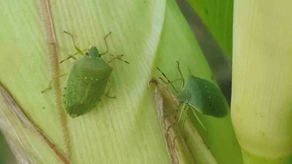 Zelena smrdljivka je rada v vrtu, na koruzi in stročnicah.
/ Foto: Dušan Klenovšek, Kozjanski park