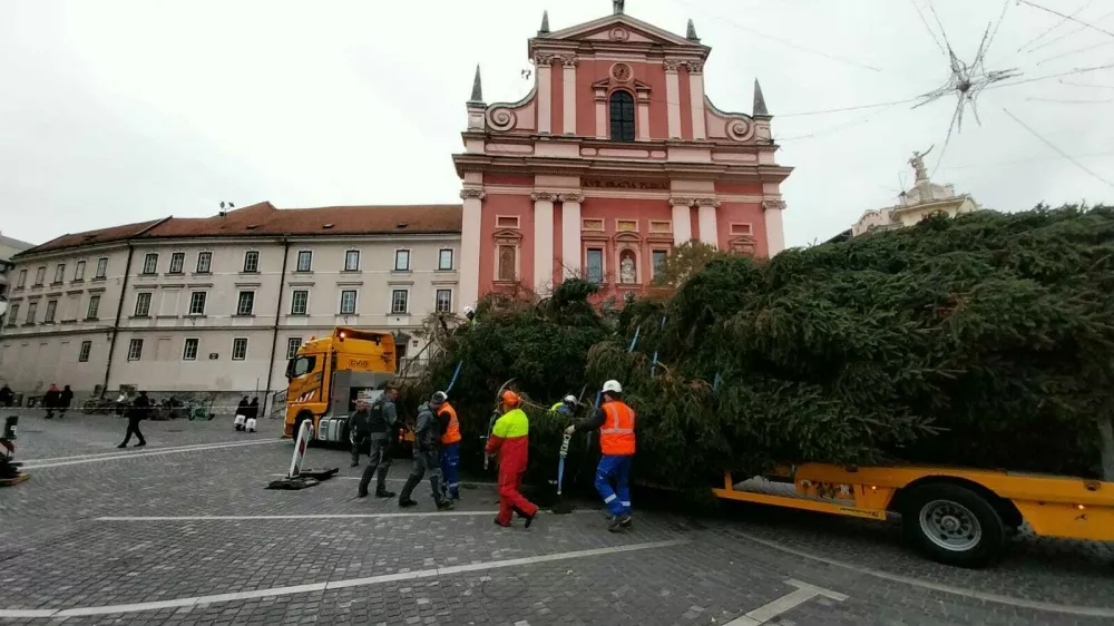 Smreka Tatjana v središču Ljubljane. Foto: Vesna Levičnik