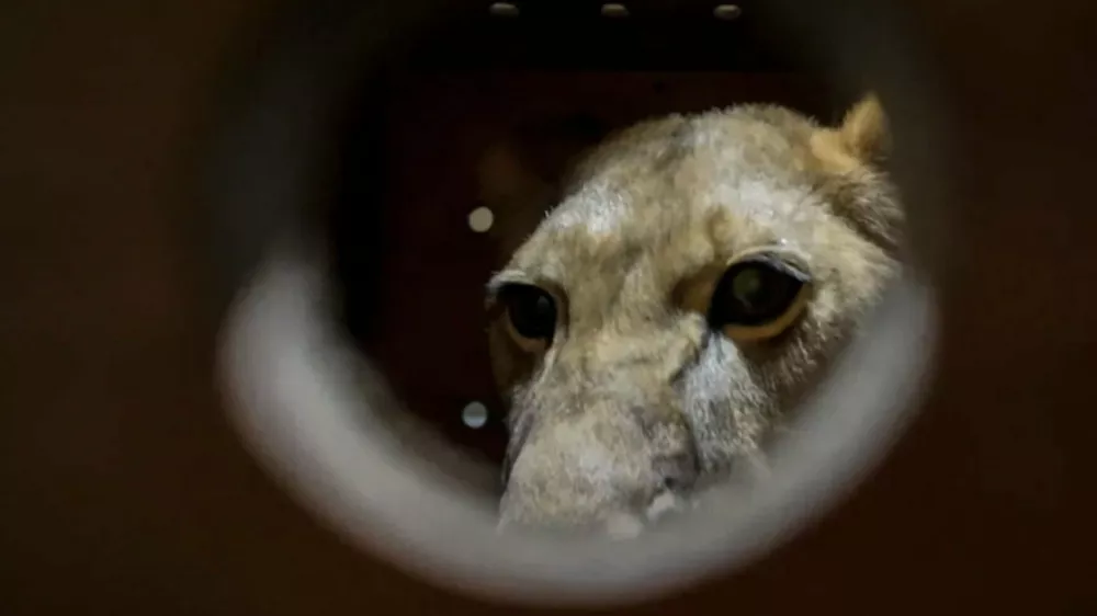 Afri&scaron;ki lev, dva rjava medveda, dva domača jaka, pet belih kakadujev, 25 fazanov različnih vrst in 40 rac je Rusija podarila Severni Koreji. Foto: X