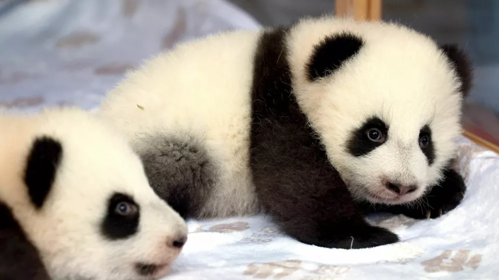 Giant panda twin sisters, Leni and Lotti are presented during their name-giving ceremony in an enclosure at the Zoo in Berlin, Germany, December 6, 2024. REUTERS/Lisi Niesner