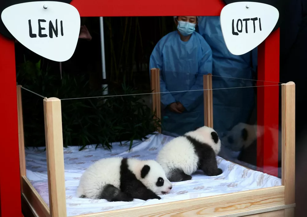 Giant panda twin sisters, Leni and Lotti are presented during their name-giving ceremony in an enclosure at the Zoo in Berlin, Germany, December 6, 2024. REUTERS/Lisi Niesner