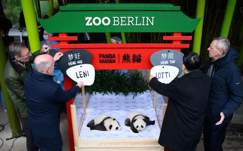 06 December 2024, Berlin: Governing Mayor of Berlin Kai Wegner (2nd L), Ambassador of China to Germany Deng Hongbo (2nd R), Berlin Zoo Director Andreas Knieriem (L) and Chairman of the Zoo Supervisory Board Frank Bruckmann (R) hang up the name tags of the panda twins at the name announcement ceremony in Berlin's Zoological Garden. Photo: Bernd von Jutrczenka/dpa