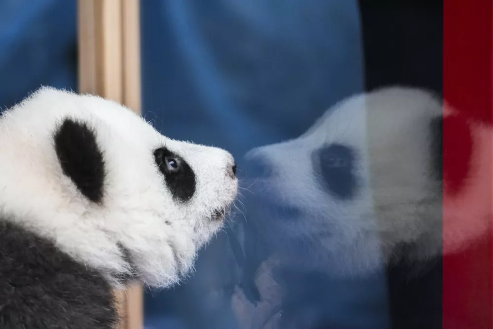 One of the newly born twin panda bear cubs, named Meng Hao and Meng Tian or Leni and Lotti, looks out of the enclosure, during the official presentation of their names, at the Zoo in Berlin, Germany, Friday, Dec. 6, 2024. (AP Photo/Markus Schreiber)