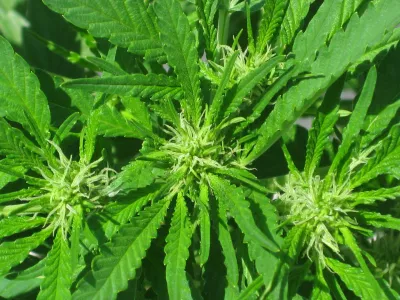 konoplja cannabis rastlina