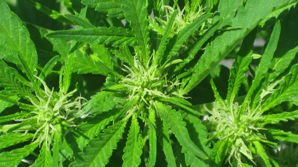 konoplja cannabis rastlina