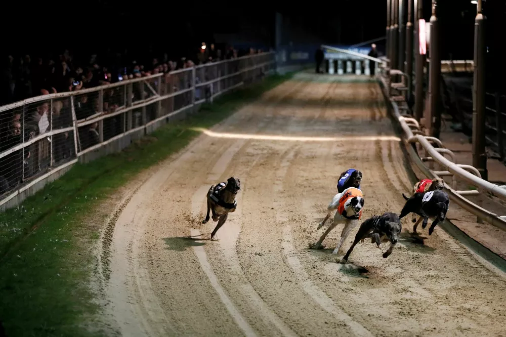 FILE PHOTO: Greyhounds compete during a race at Wimbledon Stadium in London, March 18, 2017. REUTERS/Stefan Wermuth/File Photo