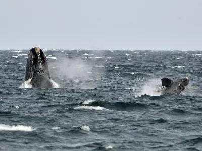 ﻿A young southern right whale (R), known in Spanish as ballena franca austral, swims in the waters of the Atlantic Sea, offshore Golfo Nuevo, next to its mother in Argentina's Patagonian village of Puerto Piramides, September 19, 2014. The whales regularly come to breed and calve in this marine reserve from June to December.   REUTERS/Maxi Jonas (ARGENTINA - Tags: ANIMALS ENVIRONMENT) - RTR46ZIB