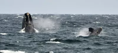 ﻿A young southern right whale (R), known in Spanish as ballena franca austral, swims in the waters of the Atlantic Sea, offshore Golfo Nuevo, next to its mother in Argentina's Patagonian village of Puerto Piramides, September 19, 2014. The whales regularly come to breed and calve in this marine reserve from June to December.   REUTERS/Maxi Jonas (ARGENTINA - Tags: ANIMALS ENVIRONMENT) - RTR46ZIB