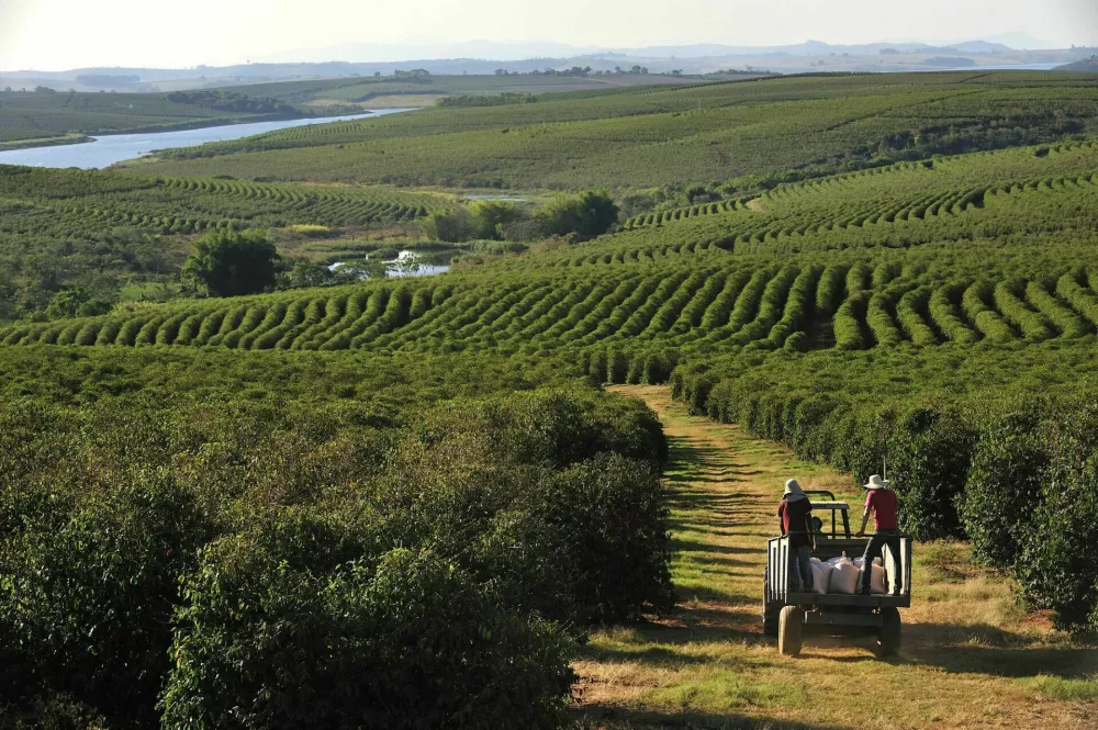 Alfenas, Minas Gerais, Brazil - September 19, 2011: Farmers on the truck at coffee plantation in Alfenas, the southern part of Minas Gerais state, the center of coffee production in Brazil. / Foto: Dolphinphoto