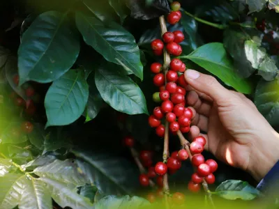 organic arabica Ripe coffee berries on branch.harvesting Robusta and arabica coffee berries by agriculturist hands,Worker Harvest arabica coffee berries on its branch, harvest concep / Foto: Noizstocker