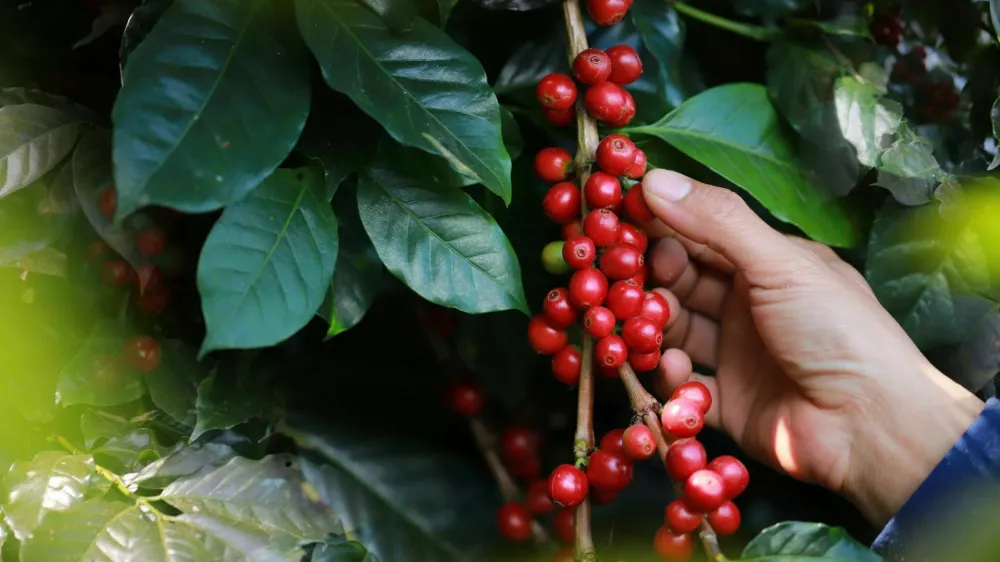 organic arabica Ripe coffee berries on branch.harvesting Robusta and arabica coffee berries by agriculturist hands,Worker Harvest arabica coffee berries on its branch, harvest concep / Foto: Noizstocker