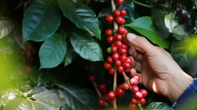 organic arabica Ripe coffee berries on branch.harvesting Robusta and arabica coffee berries by agriculturist hands,Worker Harvest arabica coffee berries on its branch, harvest concep / Foto: Noizstocker