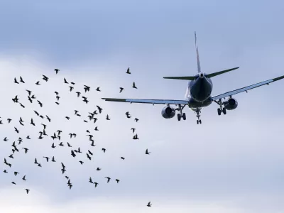 Flock of birds in front of airplane at airport, concept picture about dangerous situations for planes / Foto: Alxeypnferov