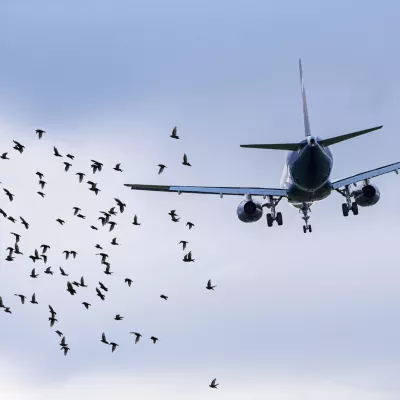 Flock of birds in front of airplane at airport, concept picture about dangerous situations for planes / Foto: Alxeypnferov