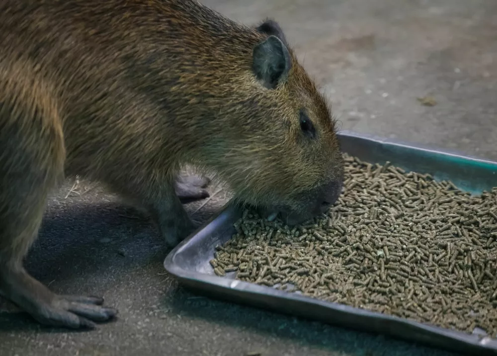 A capybara eats specialized dried food received as humanitarian aid for Kyiv Zoo from Zoo Berlin, Tierpark Berlin, Tiergarten Schonbrunn and Alpenzoo Innsbruck, ahead of Christmas and New Year season, amid Russia's attack on Ukraine, in Kyiv, Ukraine December 18, 2024. REUTERS/Gleb Garanich