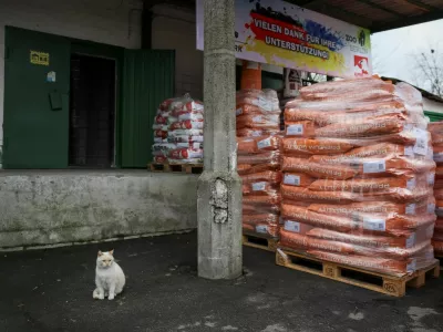 A cat sits near the humanitarian aid for Kyiv Zoo from Zoo Berlin, Tierpark Berlin, Tiergarten Schonbrunn and Alpenzoo Innsbruck that includes 18 tons of specialized dried food for animals, ahead of Christmas and New Year season, amid Russia's attack on Ukraine, in Kyiv, Ukraine December 18, 2024. REUTERS/Gleb Garanich