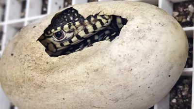 This photo provided by the Los Angeles Zoo shows a perentie lizard hatching Monday, Dec. 2, 2024, as the zoo celebrates the successful hatching of two, healthy perentie lizards (Varanus giganteus). (Byron Wusstig/Los Angeles Zoo via AP)