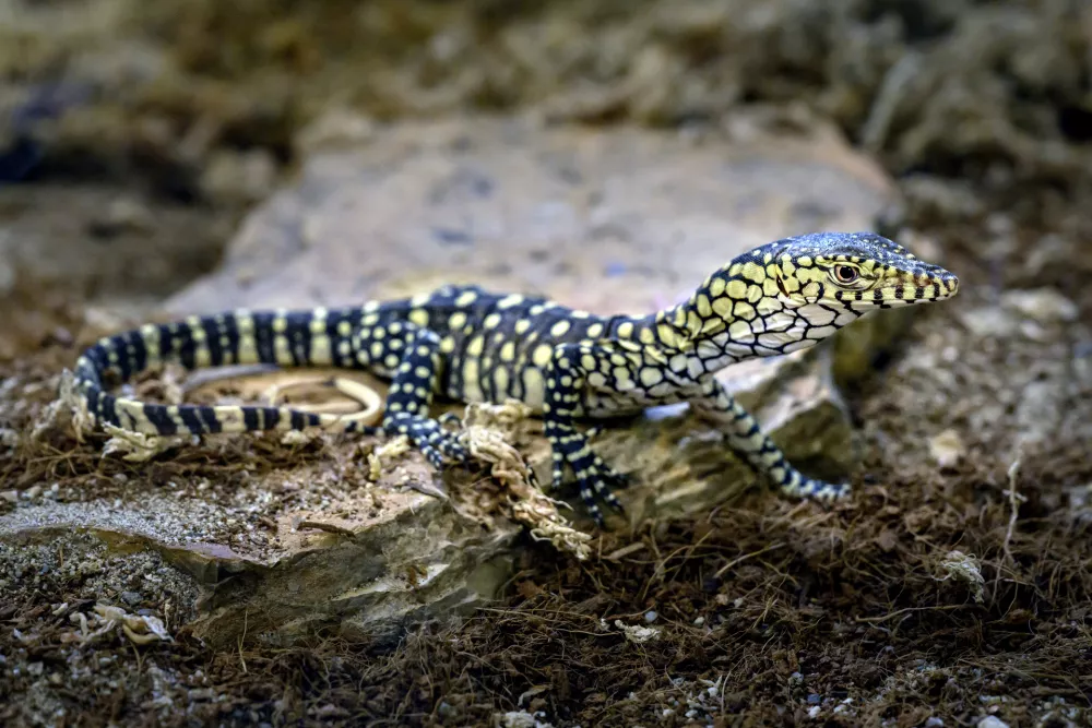 This photo provided by the Los Angeles Zoo shows one of two newly born perentie lizards at the zoo, Thursday, Dec. 12, 2024, in Los Angeles. (Jamie Pham/Los Angeles Zoo via AP)