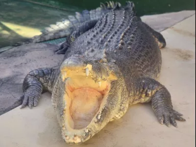 Krokodil Burt je postal slaven v filmu Krokodil Dundee. Foto: FB/ Crocosaurus Cove