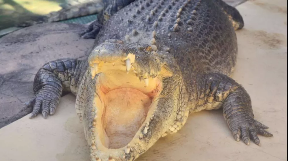 Krokodil Burt je postal slaven v filmu Krokodil Dundee. Foto: FB/ Crocosaurus Cove