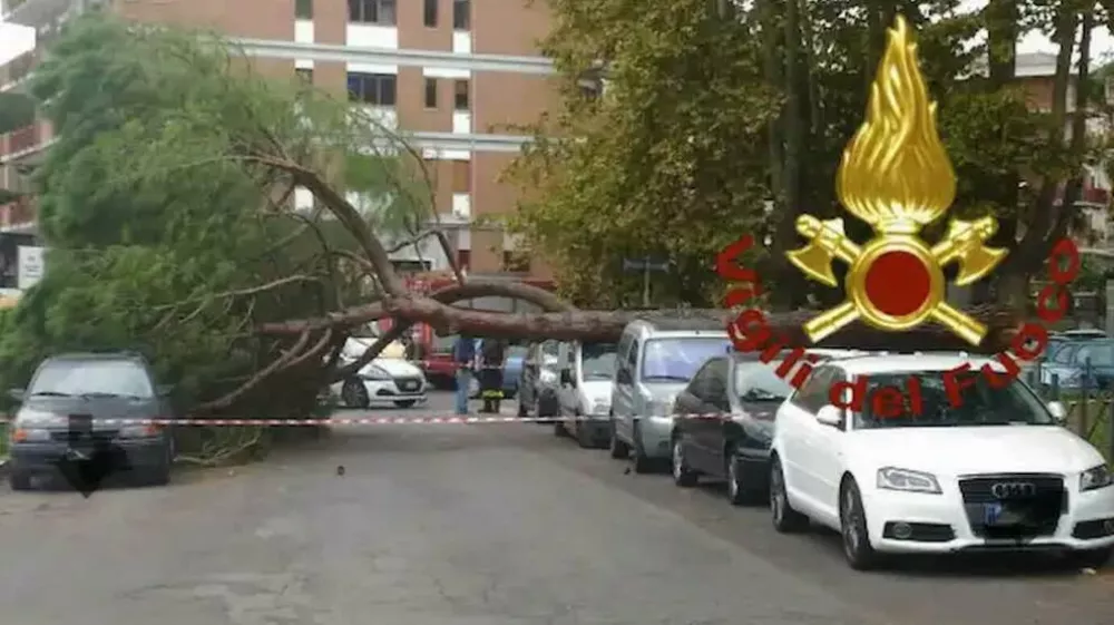 Drevo je pod seboj pokopalo ženko, še ena je ranjena. Foto: VDF