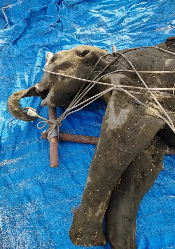 FILE PHOTO: A view shows the carcass of a baby mammoth, which is estimated to be over 50,000 years old, after it was found by researchers in the Siberian permafrost in the Batagaika crater in the Verkhoyansky district of the Sakha Republic, also known as Yakutia, Russia, June 13, 2024. REUTERS/Nikolai Gogolev NO RESALES. NO ARCHIVES. MANDATORY CREDIT./File Photo