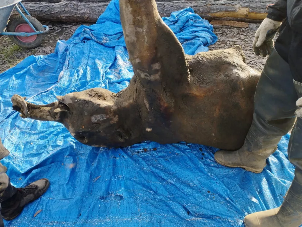 FILE PHOTO: A view shows the carcass of a baby mammoth, which is estimated to be over 50,000 years old, after it was found by researchers in the Siberian permafrost in the Batagaika crater in the Verkhoyansky district of the Sakha Republic, also known as Yakutia, Russia, June 13, 2024. REUTERS/Nikolai Gogolev NO RESALES. NO ARCHIVES. MANDATORY CREDIT./File Photo