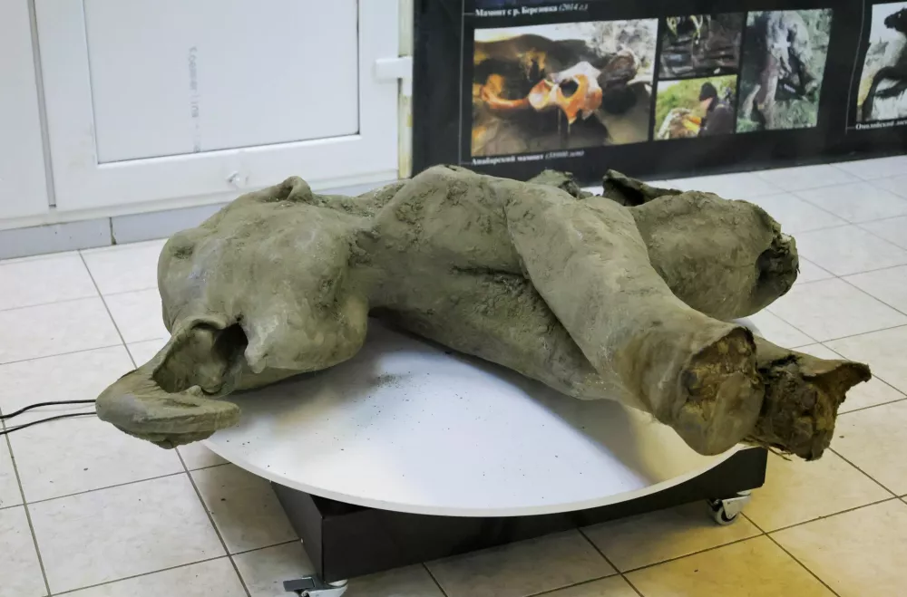 The carcass of a baby mammoth, which is estimated to be over 50,000 years old and was recently found in the Siberian permafrost in the Batagaika crater in the Verkhoyansky district of Yakutia, is seen behind glass fencing during a demonstration in the laboratory of the Mammoth Museum at the North-Eastern Federal University in Yakutsk, Russia, December 23, 2024. REUTERS/Roman Kutukov