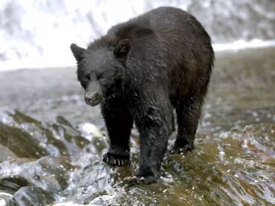 An Alaskan Black Bear approaches at the mouth of a stream in the Tongas National Forest in Neets Bay, Alaska, Wednesday, July 31, 2002. (AP World Wide Photo/ Robert E. Klein)