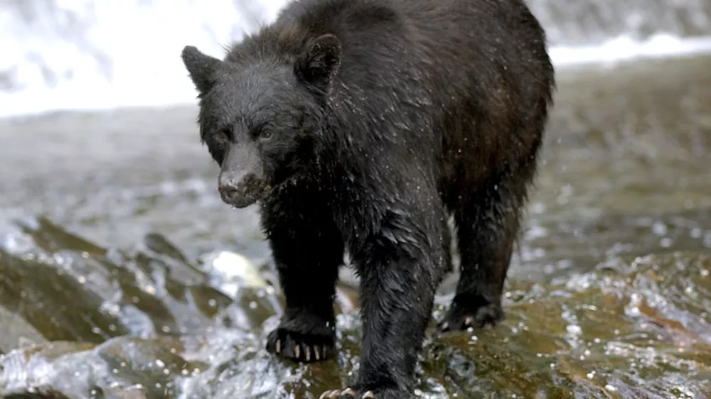 An Alaskan Black Bear approaches at the mouth of a stream in the Tongas National Forest in Neets Bay, Alaska, Wednesday, July 31, 2002. (AP World Wide Photo/ Robert E. Klein)