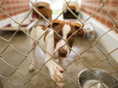 A Shelter Dog Is Looking Through It's Fenced Enclosure With A Longing Look On It's Face / Foto: David Baileys