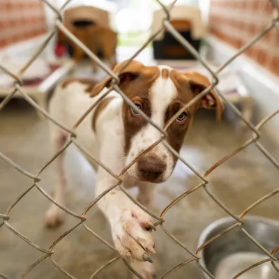 A Shelter Dog Is Looking Through It's Fenced Enclosure With A Longing Look On It's Face / Foto: David Baileys