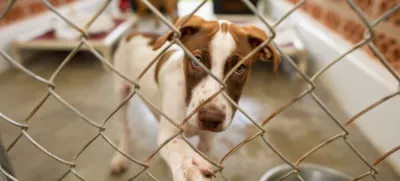 A Shelter Dog Is Looking Through It's Fenced Enclosure With A Longing Look On It's Face / Foto: David Baileys