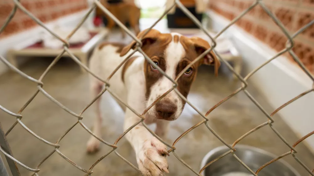 A Shelter Dog Is Looking Through It's Fenced Enclosure With A Longing Look On It's Face / Foto: David Baileys