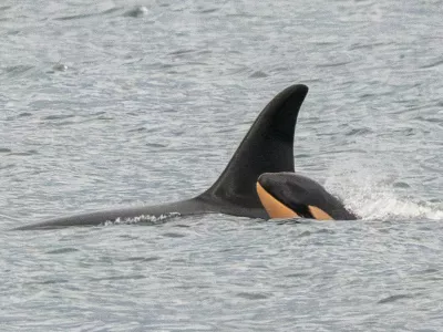 orka Foto: Facebook/Center for Whale Research