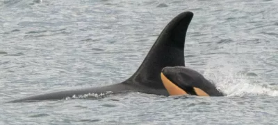 orka Foto: Facebook/Center for Whale Research