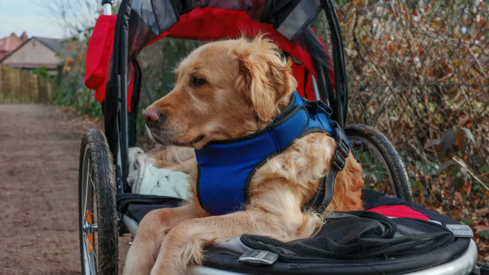 2NH3W1W Golden retriever dog in a walking buggy after hurting legs and recuperating from injuriesFoto: Reuters/Alamy