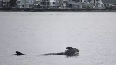 In this photo provided by NOAA Fisheries, the orca known as J35 (Tahlequah) carries the carcass of her dead calf in the waters of Puget Sound off West Seattle, Wash., on Wednesday, Jan. 1, 2025. (Candice Emmons/NOAA Fisheries via AP)