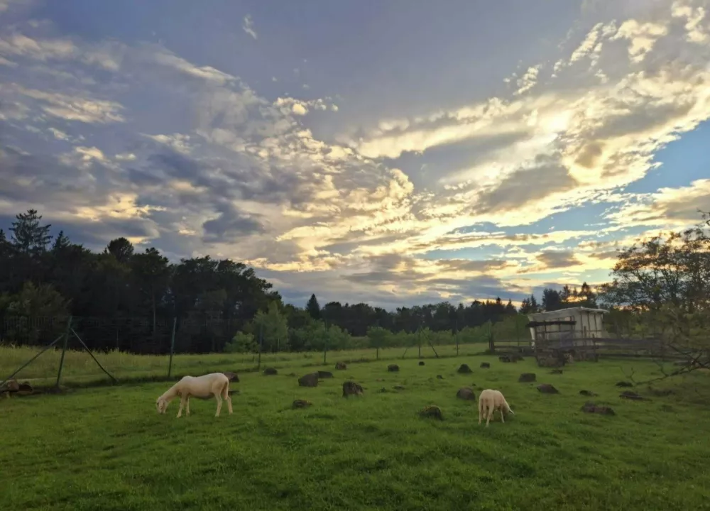 Kamni z Boča in ovce Rečnik / Foto: Osebni Arhiv Romance Rečnik 