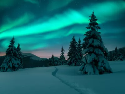 Severni sij nad zasneženimi smrekami. / Foto: Istock