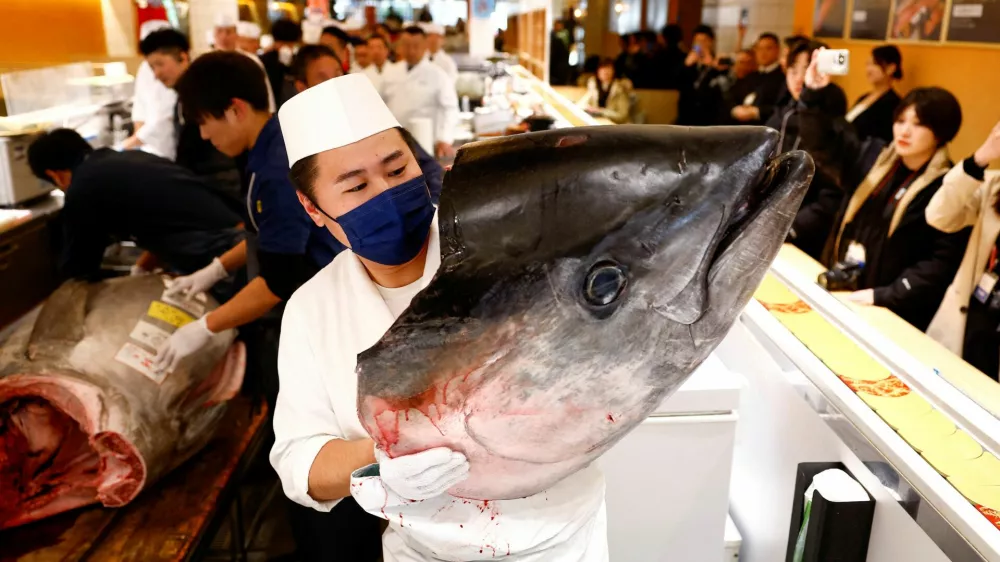 The head of a 276-kilogram bluefin tuna that was auctioned for 207 million Japanese yen (about 1.3 million U.S. dollars), which was bought jointly by sushi restaurant operator Onodera Group and wholesaler Yamayuki, is carried by a sushi chef at an Onodera sushi restaurant after the first tuna auction of the New Year in Tokyo, Japan January 5, 2025. REUTERS/Issei Kato   TPX IMAGES OF THE DAY