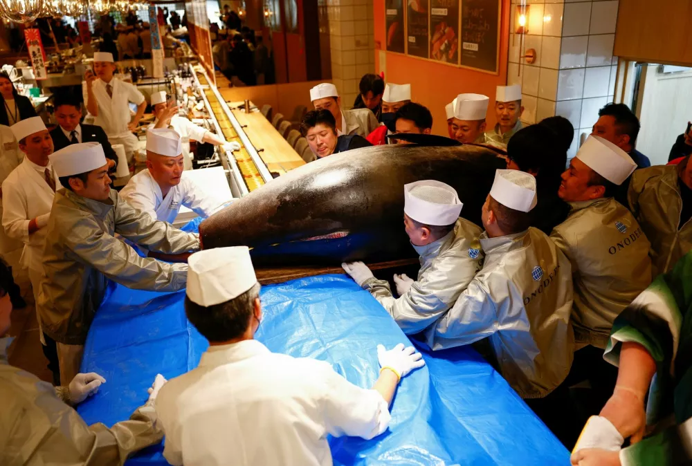 A 276-kilogram bluefin tuna that was auctioned for 207 million Japanese yen (about 1.3 million U.S. dollars), which was bought jointly by sushi restaurant operator Onodera Group and wholesaler Yamayuki, is carried into an Onodera sushi restaurant after the first tuna auction of the New Year in Tokyo, Japan January 5, 2025. REUTERS/Issei Kato