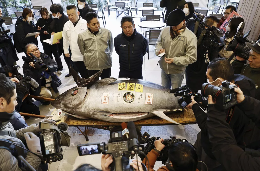 A bluefin tuna which fetched at 207 million yen (US$1,315,485) at the first auction of the year, is displayed at Toyosu Market in Tokyo Sunday, Jan. 5, 2025. (Kyodo News via AP)