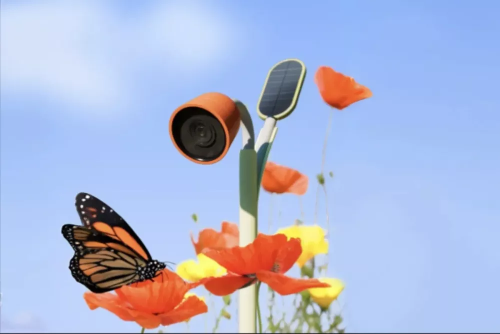 Kamera za opazovanje opraševalcev wonder petal. Foto: Bird Buddy