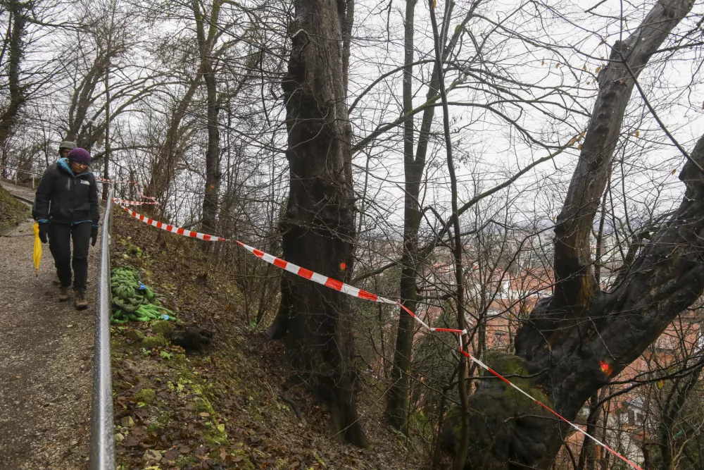 10.01.2025 - Priprave na sečnjo dreves - Grajski hrib, Grajski grič, Ljubljanski grad, posek - sečnja - Tisa - FOTO: LUKA CJUHA